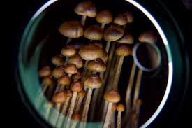 How Are Mushrooms Beneficial to People?