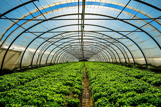 4 Incredible Primary Advantages Of Having A Green house