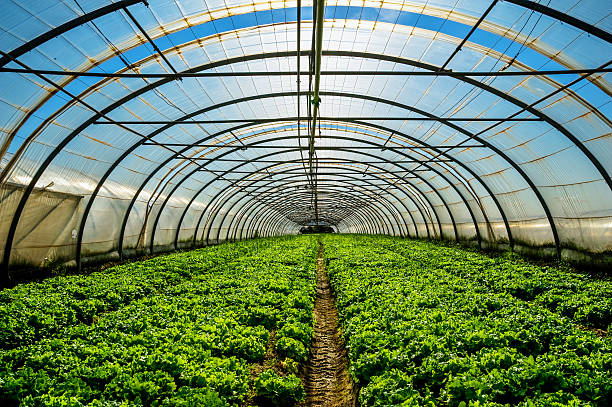 4 Incredible Primary Advantages Of Having A Green house