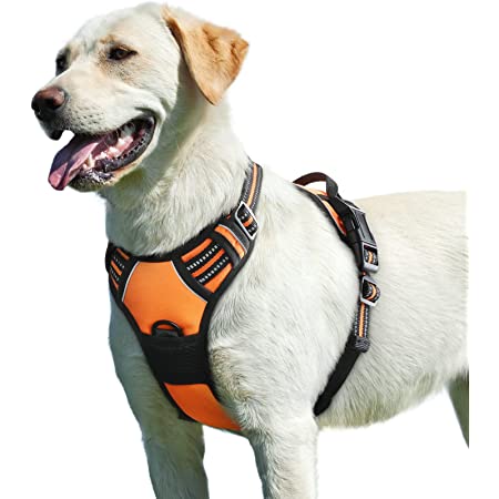 5 Training Ways to Assist Work with a No Move Control Together With Your Pet