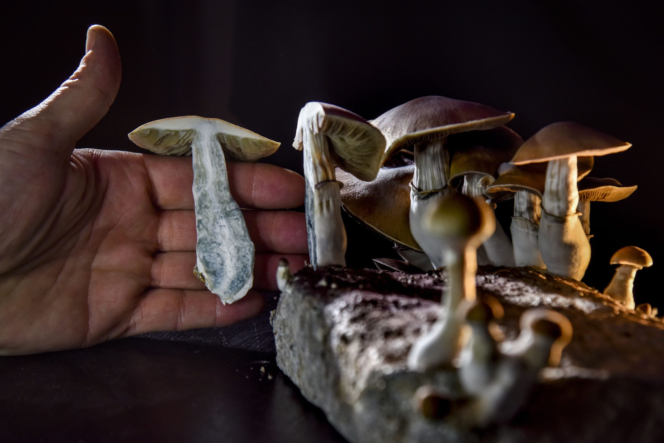 The The best places to purchase shrooms dc within a strict budget