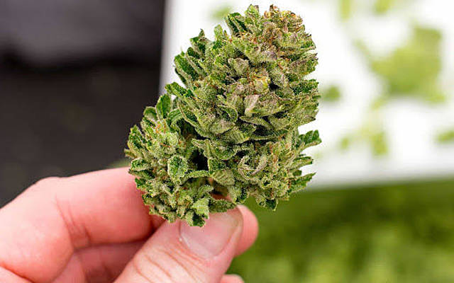 One Of The Most Reliable Weed Shipping Service in Brampton