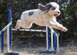 Paws and Praise: The Benefits of Pursuing Dog Training Certification Online
