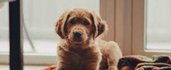 Paw-fection in a Dryer: Unveiling the Best Dog Paw Cleaner and Dryer