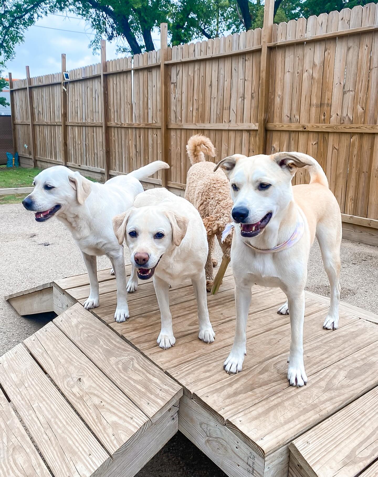 Why Choosing the Right Pet Resort Matters for Your Pet’s Happiness